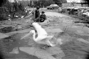 Keepers at Chessington Zoo chip the ice on the storks and ducks pond