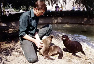 Zoo Keeper Prints: Keith Short Zoo Keeper with baby sea lions at London Zoo August 1984