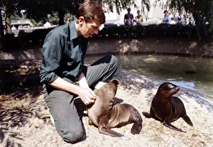 Keith Short Zoo Keeper with baby sea lions at London Zoo August 1984 animal