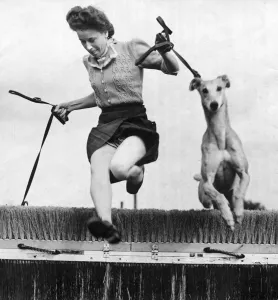 Puppies Prints: A Kennel Maid training greyhound puppies to jump hurdles at th Wembley Stadium