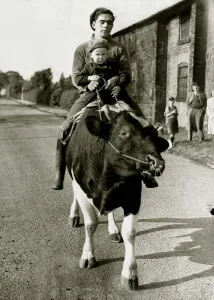 Kenneth Mason takes neighbour Paul Raby (3) for a ride on William the pedigree Friesian