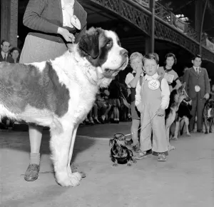 The Kensington Championship Dog Show of all breeds of dogs held at Olympia