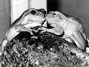 Valentine Prints: Kermit and Sheila, tree frog lovers get close February 1987