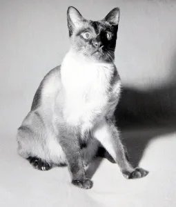 Cross Eyed Prints: Kikki the siamese cat seen here after being lost and lived for thirty days without food