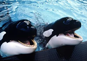 00158 Prints: Killer whales Winnie and Nemo at Windsor Safari Park April 1986
