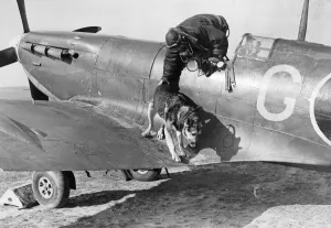 Mascot Prints: Kim the Alsatian dog is helped off the wing off a Spitfire fighter plane by his master