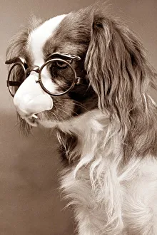King Charles Cavalier Spaniel wearing comedy glasses with a plastic nose