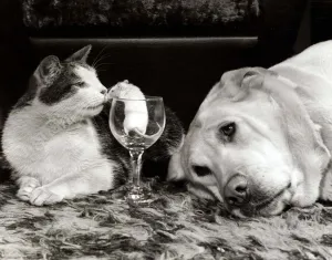Mice Prints: Kinky the cat, Honely the golden labrador dog and Mickey the mouse inside a wine glass