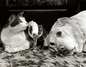 Mice Prints: Kinky the cat, Honely the golden labrador dog and Mickey the mouse inside a wine glass