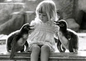 Kirsten Ogilvie in charge of two baby penguins- September 1981