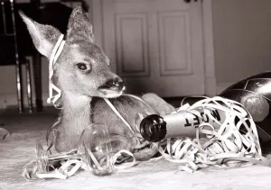 Kiss-Kiss the baby deer with a bottle of champagne at her owners home at Kilverstone