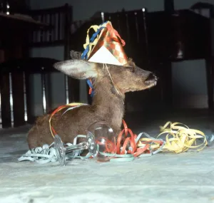 Deer Prints: Kiss Kiss the Fawn tries out champagne Animal baby deer drinking at party