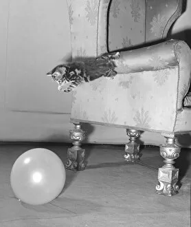 Images Dated 8th May 2012: Kitten jumps from the arm of a armchair on to a balloon. Circa 1st January 1958
