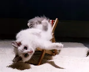 Kitten in mini deckchair circa 1975 Local Caption relaxedimages
