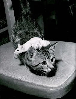Mouse Prints: A kitten playing with pet mice at a pet shop in Southsea in Hampshire August 1967