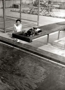 A Kitten sleeping on a diving board at Oasis swimming pool on diving board May 1951