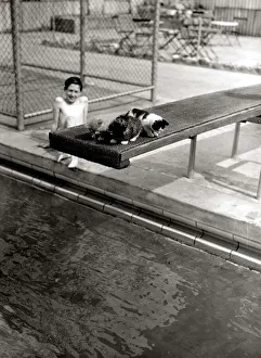 00135 Prints: A Kitten sleeping on a diving board at Oasis swimming pool on diving board May 1951