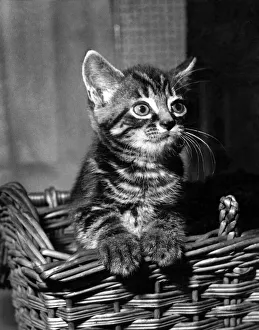 Kitten Prints: A kittens pose in his travelling basket for the PDSA to bring awareness to the amount