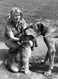 Kojak the lion cub shoves his head down a dogs mouth watched by blonde like Pam