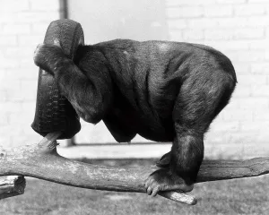 Blackpool Prints: Kumba the Gorilla, is not very happy at the moment. Things are not swinging for Kumba