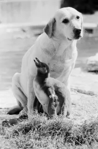 A labrador dog with a baby penguin at the Cotswold WildLife Park in Oxfordshire