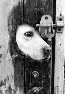 Freedom Prints: A labrador puts his head through a bolted door at the Frant Kennels in Hildenborough near