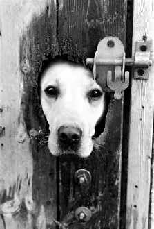 A labrador puts his head through a bolted door at the Frant Kennels in Hildenborough near