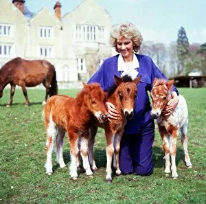 Images Dated 1st January 1987: Lady Fisher with falabellas at Kilverstone Wildlife Park January 1987