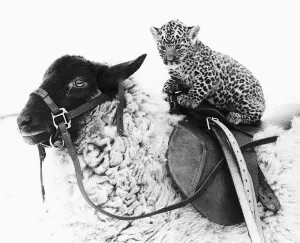 Leopard Prints: Lady Jane the sheep who is tame enough to give children rides is giving a ride to a baby