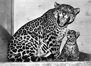 Teeth Prints: Lady Poms, a six-year-old jaguar. with her cub, now seven months old