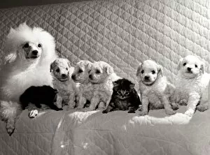 Images Dated 7th January 1971: Lady the Poodle with her family of five pups and two stray kittens that were found
