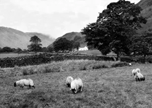Lake District - sheep grazing in the field the foot of Kirkstone Pass