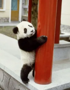 00158 Prints: Lan Tian the giant panda at Wolong Panda Reserve in China November 1987
