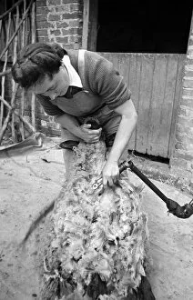 Nm20060306 Collection: Land Army girl shearing sheep at Manor Pragwell, Buckinghamshire 1946