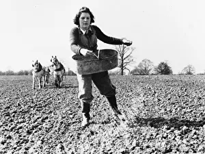 Farming Prints: Land Army girl sowing seed by broadcast method on a farm in North Hampshire