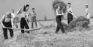 Harvest Prints: Land army girls gathering the hay in the fields during World War Two June 1943