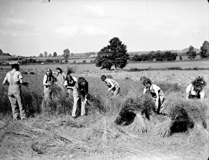 Crops Prints: Land Army Girls stooking the corn, At the start of the Second World War many West Country