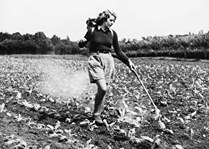 Agriculture Prints: Land girl at Long Ashford (Bristol) Horticultural and Agricultural Research Station