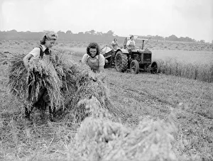 Harvest Prints: Land Girls Harvesting during WW2 - 1941 Women doing mens jobs during the war