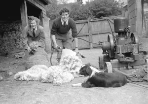 Land girls sheep shearing in Hyde Park London Animal sheep Dog Border collie