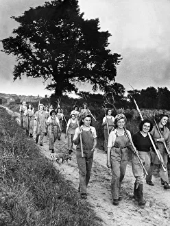 Harvest Prints: Land girls on their way home from the field in military area East Anglia The crops