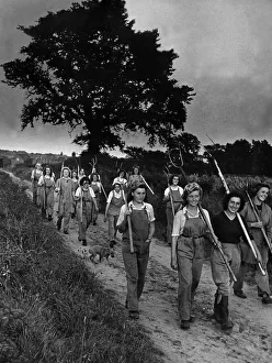 Farming Prints: Land girls on their way home from the field in military area East Anglia The harvest has