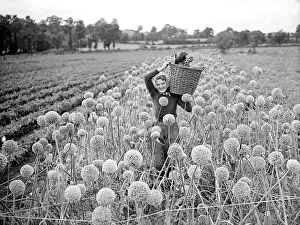 Landgirl colllection Onion Seeds 1941 Women fulfilling Mens work duties during