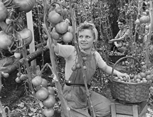 00073 Prints: Landgirl Miss Betty McCarthy picking some large tomatoes from a greenhouse in Lea Valley