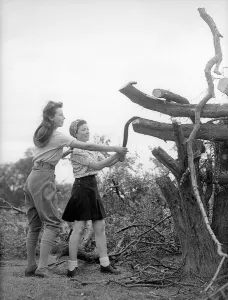 Landgirls chopping wood during WW2 - 1940 Women doing mens jobs during the war