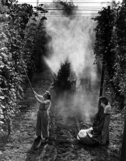 Core53 Prints: Landgirls are pulling down branches of hops that are infected with mildew as the special
