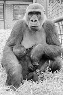 Images Dated 14th April 1983: The largest collection of Gorillas in the world lives at Howletts Zoo near Canterbury