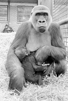 Images Dated 14th April 1983: The largest collection of Gorillas in the world lives at Howletts Zoo near Canterbury