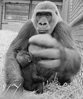 The largest collection of Gorillas in the world lives at Howletts Zoo near Canterbury