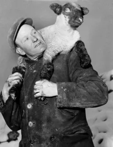 Larry, the sooty-footed lamb, puts his little hooves right in it when he mistimed his